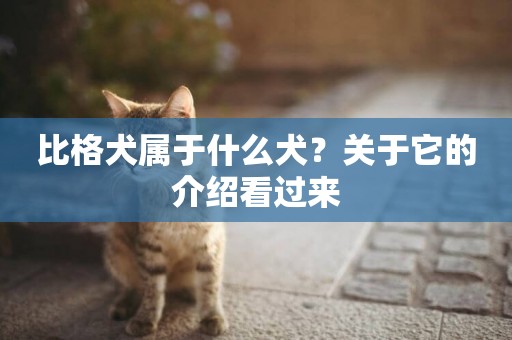 比格犬屬于什么犬？關于它的介紹看過來