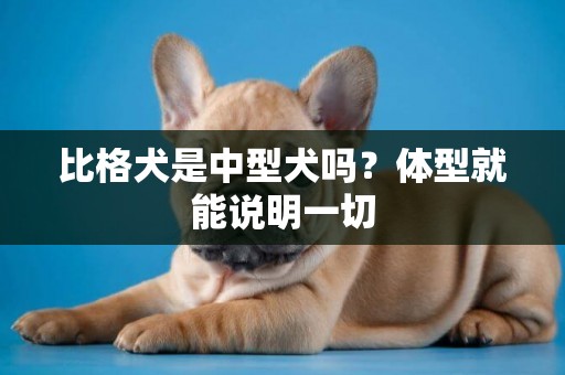 比格犬是中型犬嗎？體型就能說明一切