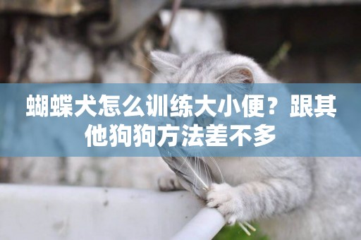 蝴蝶犬怎么訓練大小便？跟其他狗狗方法差不多