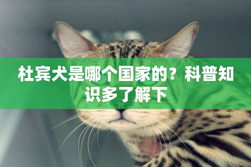 杜賓犬是哪個國家的？科普知識多了解下