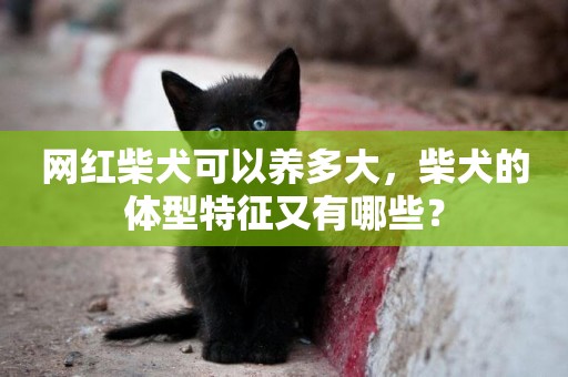 網紅柴犬可以養多大，柴犬的體型特征又有哪些？
