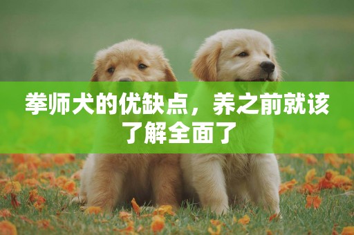 拳師犬的優缺點，養之前就該了解全面了
