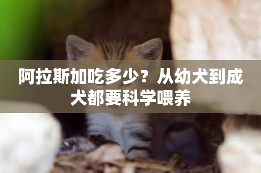 阿拉斯加吃多少？從幼犬到成犬都要科學喂養
