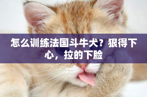 怎么訓練法國斗牛犬？狠得下心，拉的下臉