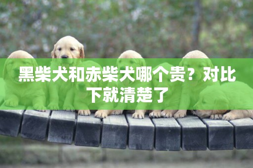 黑柴犬和赤柴犬哪個貴？對比下就清楚了