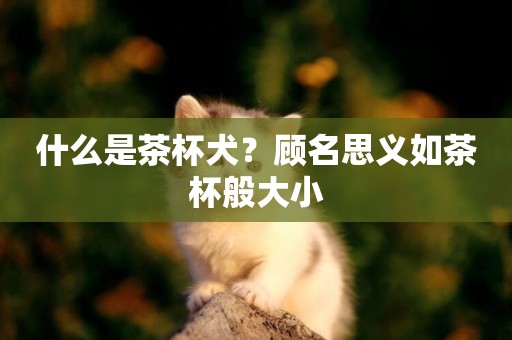 什么是茶杯犬？顧名思義如茶杯般大小