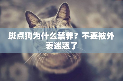 斑點狗為什么禁養？不要被外表迷惑了