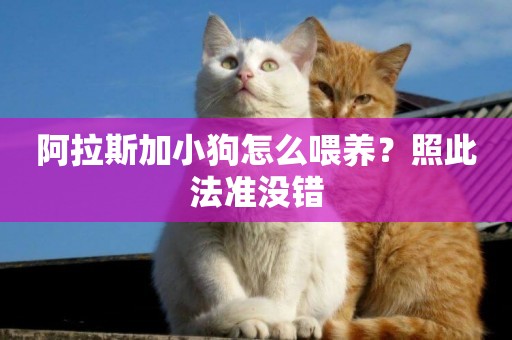 阿拉斯加小狗怎么喂養？照此法準沒錯