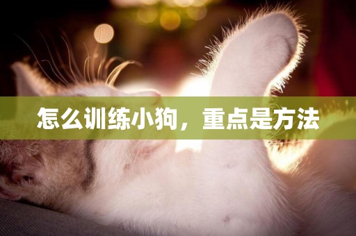 怎么訓練小狗，重點是方法