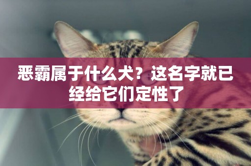 惡霸屬于什么犬？這名字就已經給它們定性了