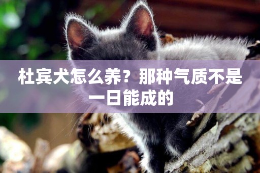 杜賓犬怎么養？那種氣質不是一日能成的