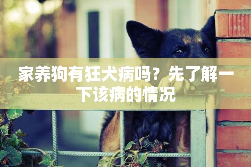 家養狗有狂犬病嗎？先了解一下該病的情況