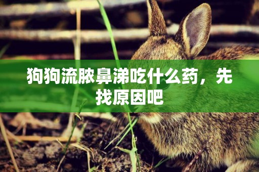 狗狗流膿鼻涕吃什么藥，先找原因吧