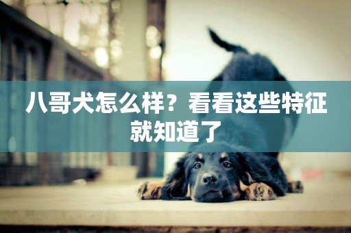 八哥犬怎么樣？看看這些特征就知道了