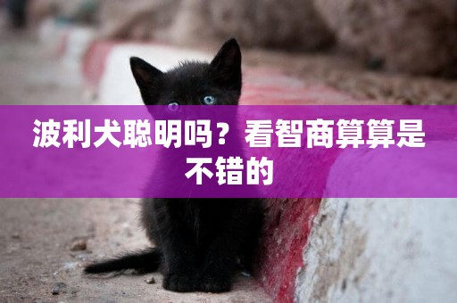波利犬聰明嗎？看智商算算是不錯的