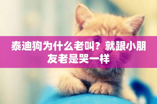 泰迪狗為什么老叫？就跟小朋友老是哭一樣