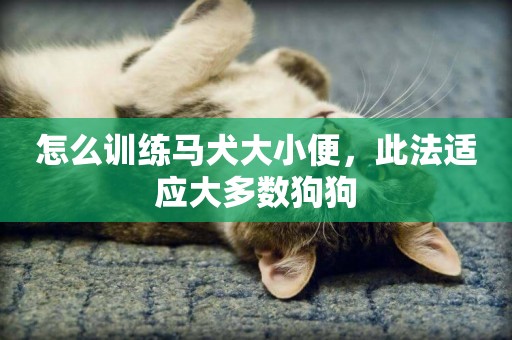怎么訓練馬犬大小便，此法適應大多數狗狗