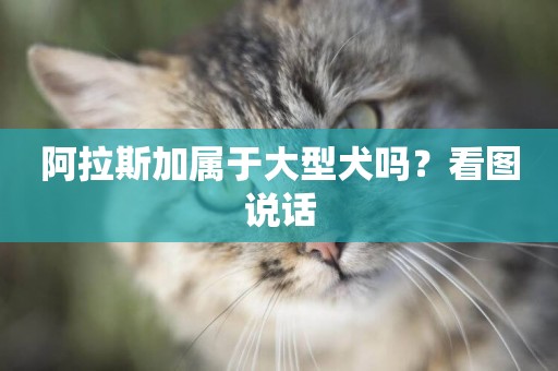 阿拉斯加屬于大型犬嗎？看圖說話