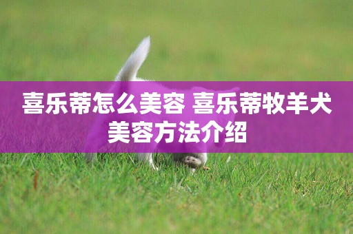 喜樂蒂怎么美容 喜樂蒂牧羊犬美容方法介紹