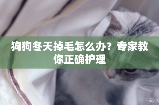 狗狗冬天掉毛怎么辦？專家教你正確護理
