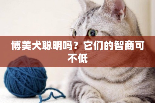 博美犬聰明嗎？它們的智商可不低