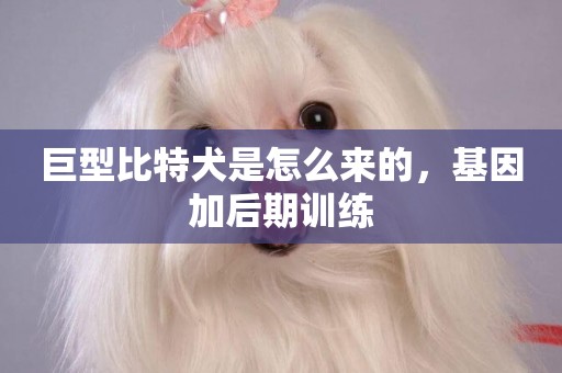 巨型比特犬是怎么來的，基因加后期訓練
