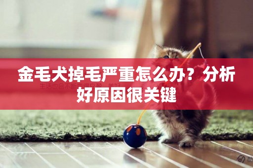 金毛犬掉毛嚴重怎么辦？分析好原因很關鍵
