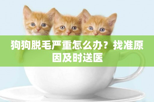 狗狗脫毛嚴重怎么辦？找準原因及時送醫