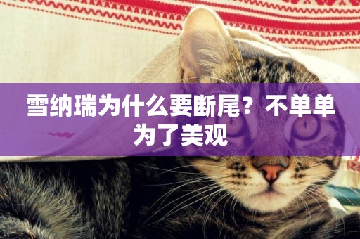 雪納瑞為什么要斷尾？不單單為了美觀