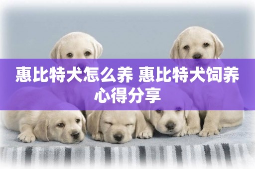 惠比特犬怎么養 惠比特犬飼養心得分享