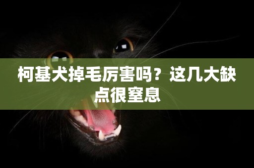 柯基犬掉毛厲害嗎？這幾大缺點很窒息