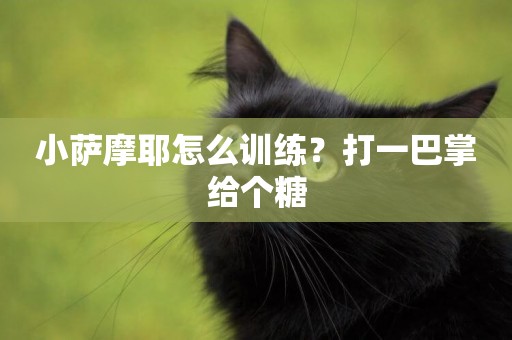 小薩摩耶怎么訓練？打一巴掌給個糖