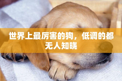 世界上最厲害的狗，低調的都無人知曉