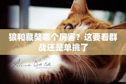 狼和藏獒哪個厲害？這要看群戰還是單挑了