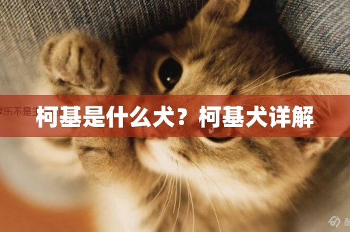 柯基是什么犬？柯基犬詳解