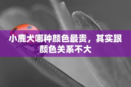 小鹿犬哪種顏色最貴，其實跟顏色關系不大