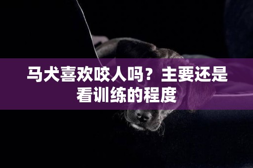 馬犬喜歡咬人嗎？主要還是看訓練的程度