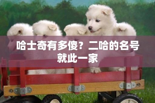 哈士奇有多傻？二哈的名號就此一家