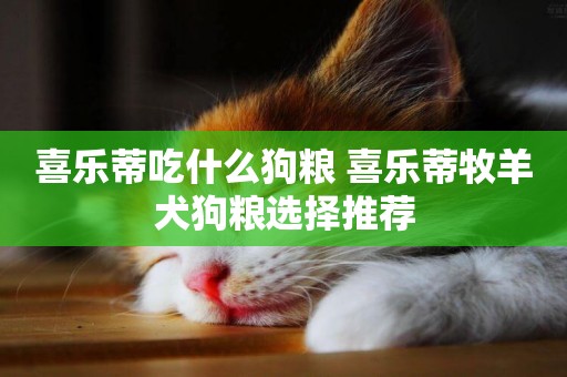 喜樂蒂吃什么狗糧 喜樂蒂牧羊犬狗糧選擇推薦