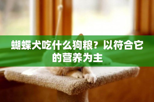 蝴蝶犬吃什么狗糧？以符合它的營養為主