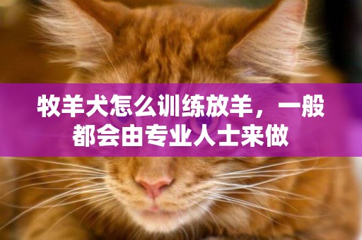 牧羊犬怎么訓練放羊，一般都會由專業人士來做