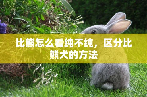 比熊怎么看純不純，區分比熊犬的方法