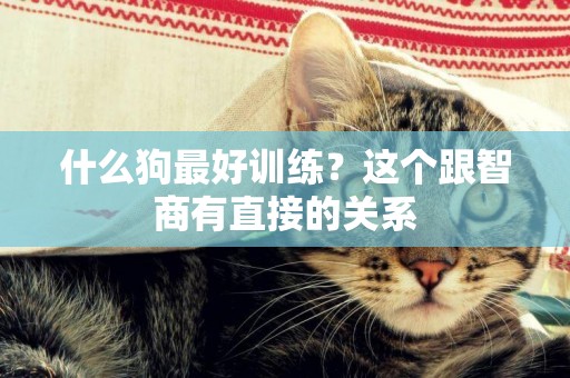 什么狗最好訓練？這個跟智商有直接的關系