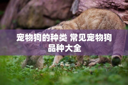 寵物狗的種類 常見寵物狗品種大全