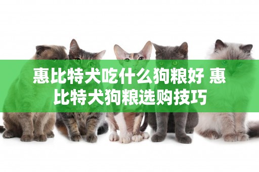 惠比特犬吃什么狗糧好 惠比特犬狗糧選購技巧
