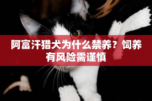 阿富汗獵犬為什么禁養？飼養有風險需謹慎