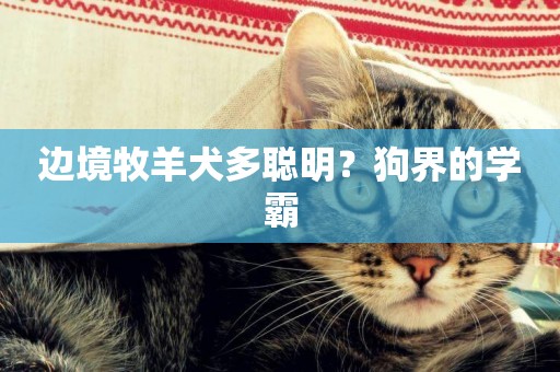 邊境牧羊犬多聰明？狗界的學霸