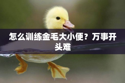 怎么訓練金毛大小便？萬事開頭難