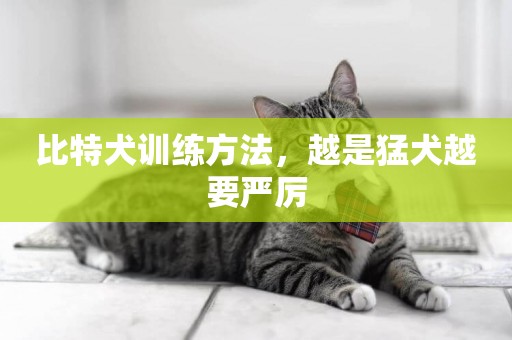 比特犬訓練方法，越是猛犬越要嚴厲