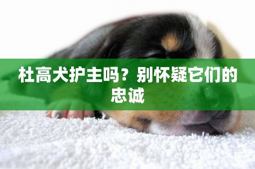 杜高犬護主嗎？別懷疑它們的忠誠